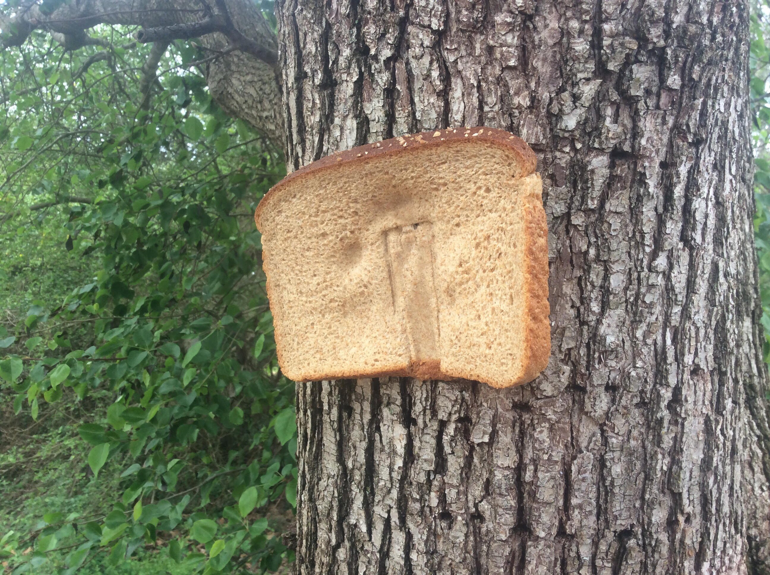 Bread stapled to a tree